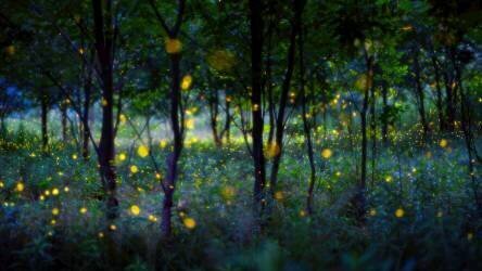 Magic fireflies (Hua Zhu) - Muzeo.com