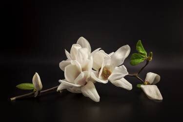 Magnolia (Tony08) - Muzeo.com