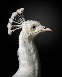 Majestic (Fegari) - Muzeo.com