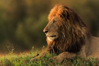Male lion watching sunrise in Masai Mara (Massimo Mei) - Muzeo.com