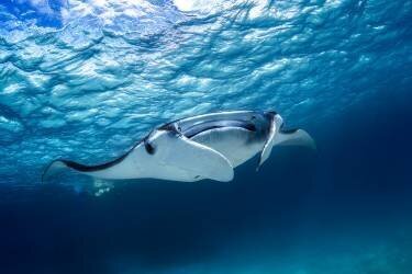 Manta ray (Gabriel Barathieu) - Muzeo.com