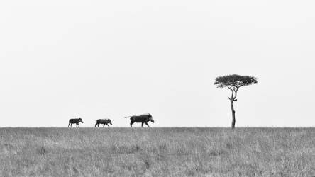 March (Richard Liu) - Muzeo.com