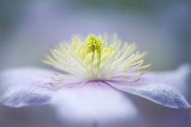 Mayleen (Jacky Parker) - Muzeo.com