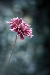 Milady Violet (Federico Righi) - Muzeo.com