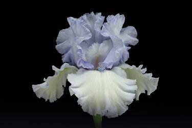 Moonlight Dancer (Richard Urbanski) - Muzeo.com