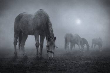 Moonlit (Samuel Malach) - Muzeo.com