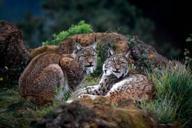 Moonschein Lovers (Gianfranco Barbieri ) - Muzeo.com