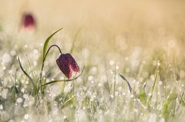 Morningdew (Anton van Dongen) - Muzeo.com