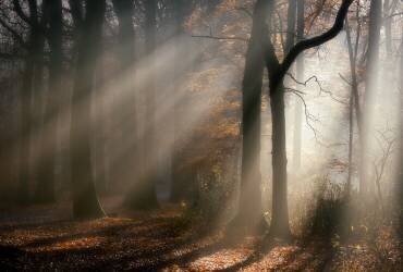 Morning-walk (Liliane Lathouwers) - Muzeo.com