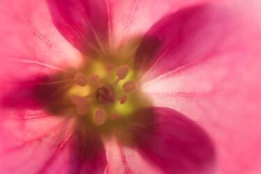 Mostly pink (Jeanne Weeda) - Muzeo.com