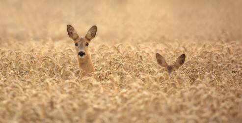 Mother with child (Allan Wallberg) - Muzeo.com