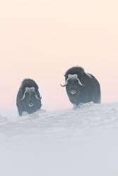 Muskox (Roberto Marchegiani) - Muzeo.com