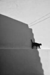 My cat (Florentinus Joseph) - Muzeo.com