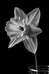 Narcissus (Edward M. Fielding) - Muzeo.com