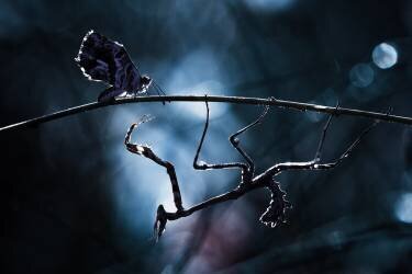 Nemesis (Fabien Bravin) - Muzeo.com