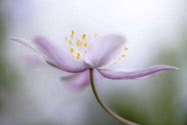 Nemorosa*** (Mandy Disher) - Muzeo.com