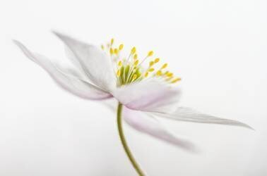 Nemorosa** (Mandy Disher) - Muzeo.com