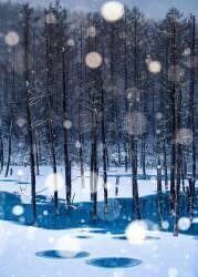 Never-never Land (Hidenori Sono) - Muzeo.com