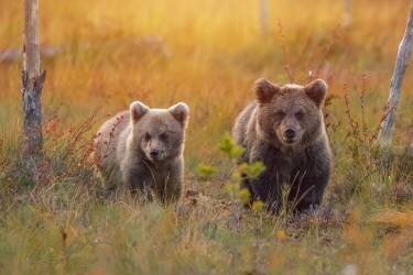 Next generation (Wojciech Sobiesiak) - Muzeo.com