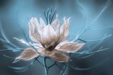 Nigella (Mandy Disher) - Muzeo.com