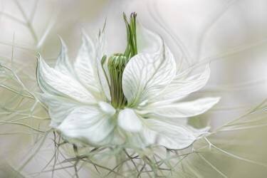 Nigella (Mandy Disher) - Muzeo.com