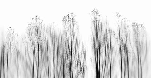 No Grounds (Paulo Abrantes ) - Muzeo.com