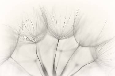 No title (Jakob Arnholtz ) - Muzeo.com