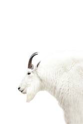 Nordic Mountain Goat (Monika Strigel) - Muzeo.com