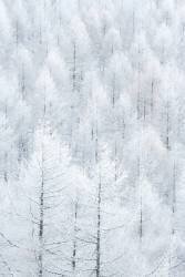 Oku-Tateshina (Shota Nagase) - Muzeo.com