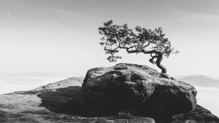 Old Pine (anonymous) - Muzeo.com