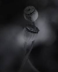 Old poppies (Lotte Gronkjar) - Muzeo.com