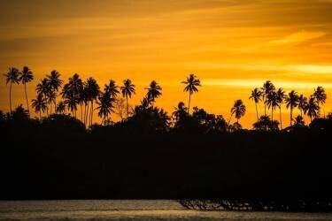 Palm Tree (Alexis Toureau) - Muzeo.com