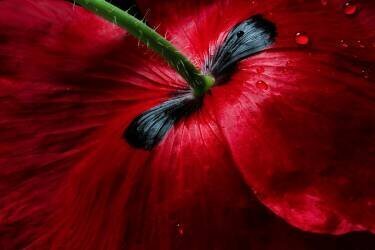 Papaver passion (Mandy Disher) - Muzeo.com