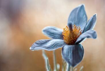 Pasque (Mandy Disher) - Muzeo.com