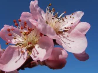 Peach blossoms (Snezana Petrovic) - Muzeo.com