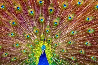 Peacock (Michael) - Muzeo.com