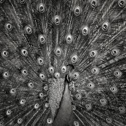 Peacock #6 (Christian Meermann) - Muzeo.com