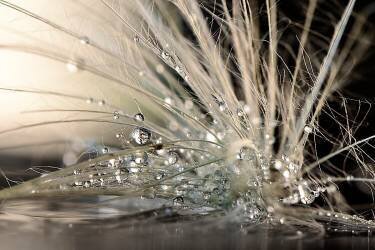 Pearls (Maryam Zahirimehr) - Muzeo.com