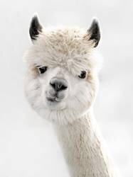 Peeky Alpaca (Monika Strigel) - Muzeo.com