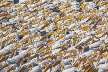 Pelican Parade (Natalia Rublina) - Muzeo.com