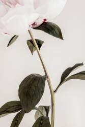 Peony 09 (1x Studio III) - Muzeo.com