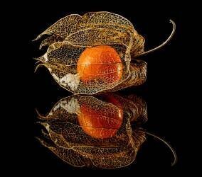 Physalis (Klaus Grosshanten) - Muzeo.com