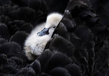 Pickaback (C.S. Tjandra) - Muzeo.com