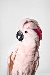 Pink Cockatoo (Kathrin Pienaar) - Muzeo.com