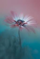 Pink Magic (Lydia Jacobs) - Muzeo.com