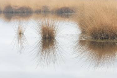 Piping straw (Ann Cornelis) - Muzeo.com