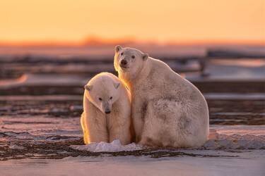 Polar bears at sunset (Max Wang) - Muzeo.com