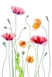 Poppies (Mandy Disher) - Muzeo.com