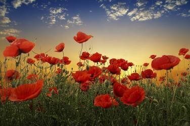 Poppies (Albena Markova) - Muzeo.com