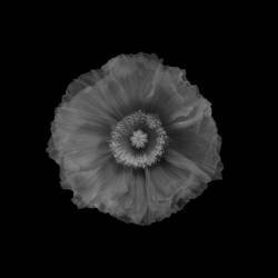 Poppy (Lotte Gronkjar) - Muzeo.com